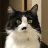 なしまねこ