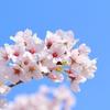 心春（こはる）