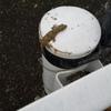 ざざくろさん