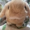 みみまるうさぎ
