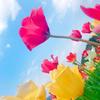 金本あん