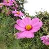 あいのっち