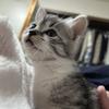 日高立弥