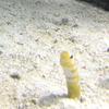 き印しらす