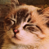 NekoCatInuDog