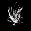 朧｜Visual Creater