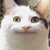 ねおじぇ