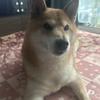 あゆみ　お悩み相談
