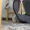 生きる／30歳女とおしゃべりな猫