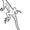 geck