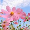 miyano_satomi