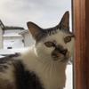 Kevin猫