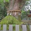 花梨塔