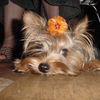 Nellie