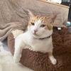 めーーこ