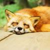 木常（kitsune）
