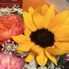 sunflower16