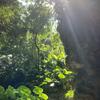 o’hala