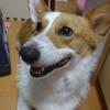 双九 hutamaru