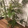 片寄癒花
