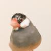 こはる茜音