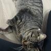 うるたんうるうる