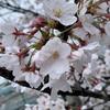 ☆☆向日葵☆☆なんでも相談のります！