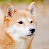 シモカワ・映像ディレクター