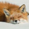 HUNGKITSUNE
