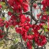 木ノ葉 桜夜