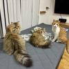 3にゃんず