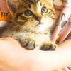 銀の猫ルナ