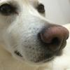 しろにゃんパパ