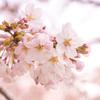 Sakuraさくら