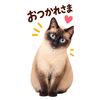 看護師チー