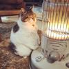 猫は好きですか？