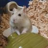 ふくまる31