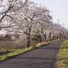 saitamaohana