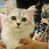 ねこ愛