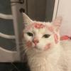 katkatkittie