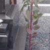 ヒザクラ