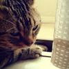 animal_love_life