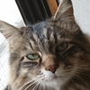 洋風ねこ