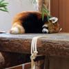 ひひひひにひひひひ