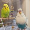 セキセイインコとの暮らし