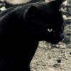 足の長い黒猫
