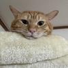 猫ノ葉べる