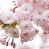 桜の間