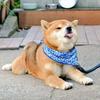 まやちん