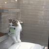 瀧ちゃん